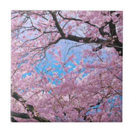 Blooming Cherry Blossoms