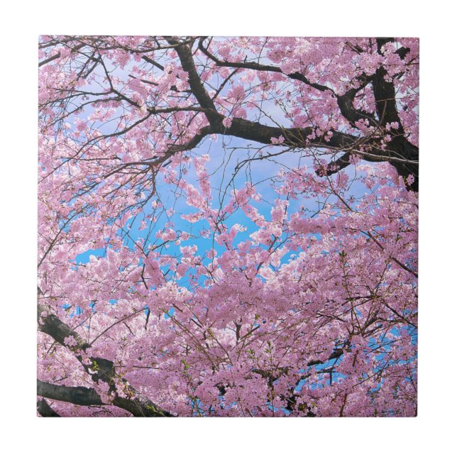 Blooming Cherry Blossoms (Frente)