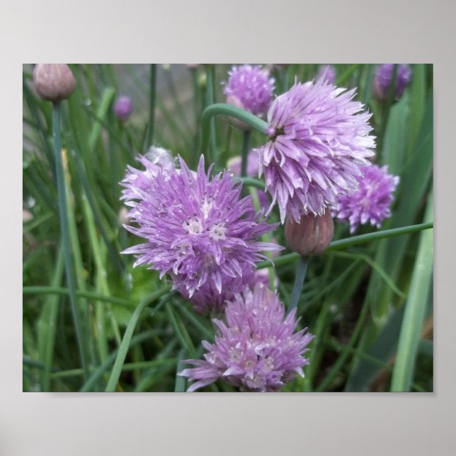 Blooming Chives Poster (Frente)