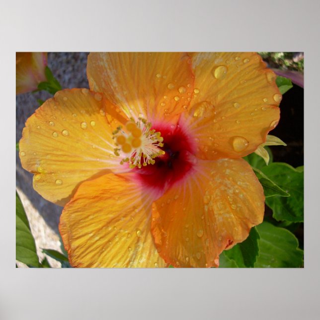 Blooming Hibiscus Frame Impressão (Frente)