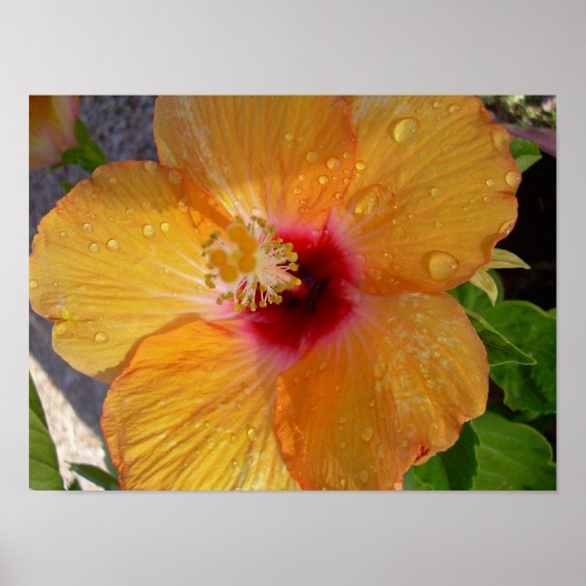 Blooming Hibiscus Poster (Frente)
