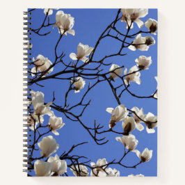Blooming Magnolias