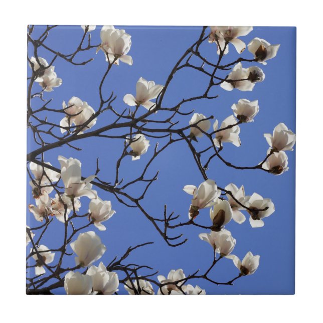 Blooming Magnolias (Frente)