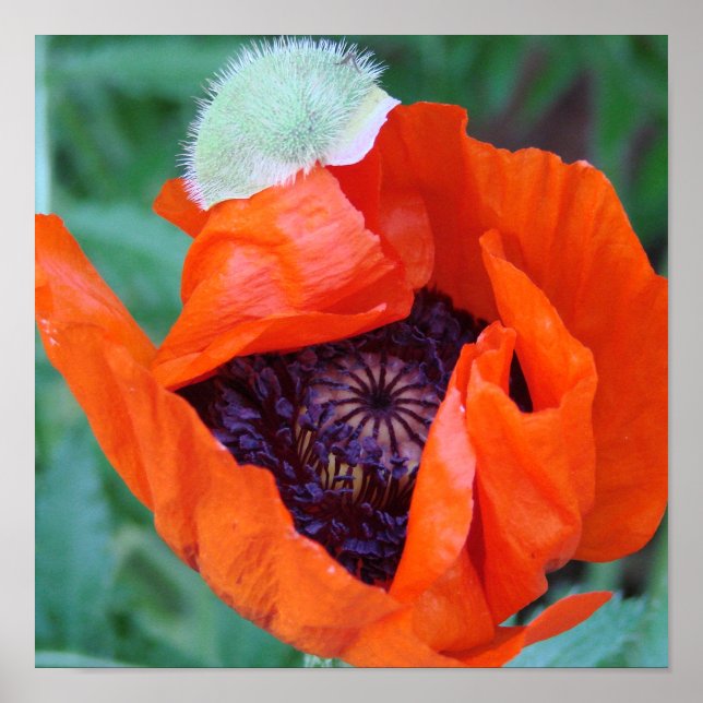 Blooming Poppy poster (Frente)