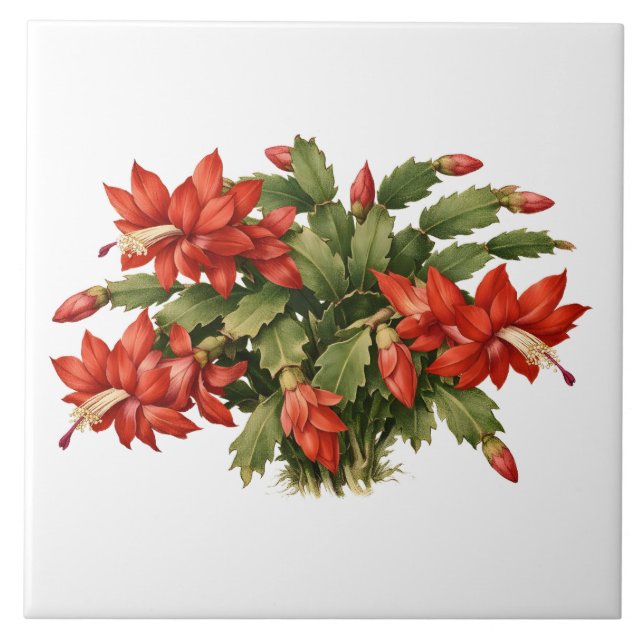 Blooming Red Christmas Cactus Plant  (Frente)