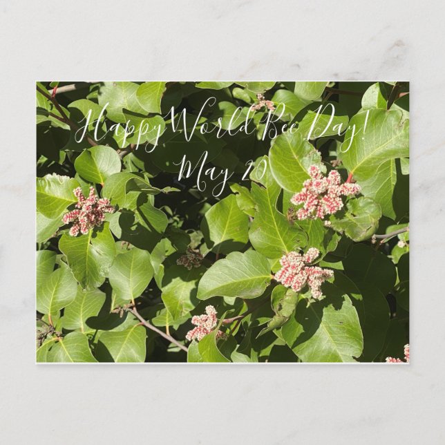BloomingCalifornia: Bee Engaged! Cartão Postal (Frente)