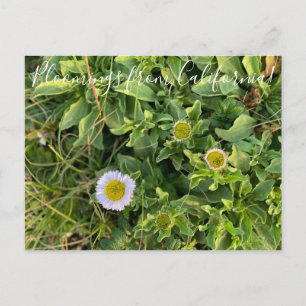 Bloomings da Califórnia: Cartão postal Aster Bea
