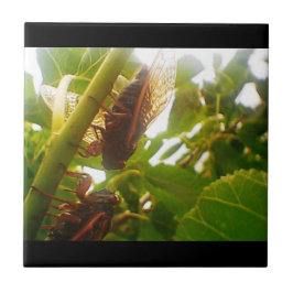 Bloquear Entradas de Azulejo do País