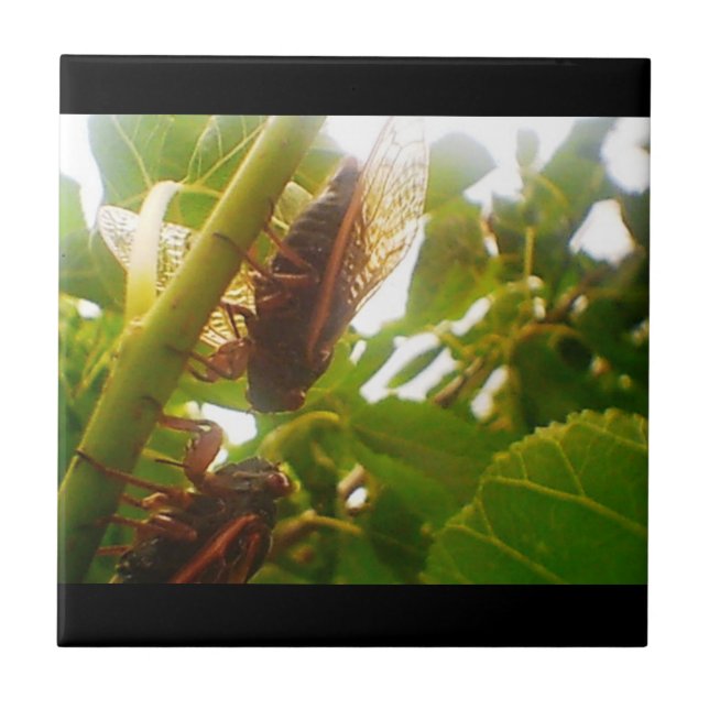 Bloquear Entradas de Azulejo do País (Frente)