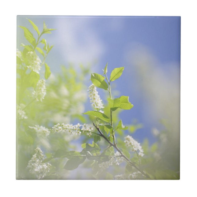 Blossomas de árvores de cereja de aves Céu (Frente)
