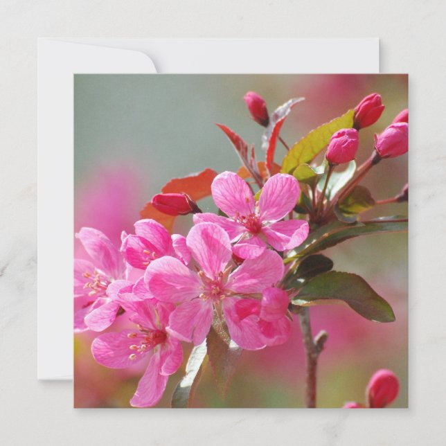 Blossomas de Cereja Rosa Escuro (Frente)