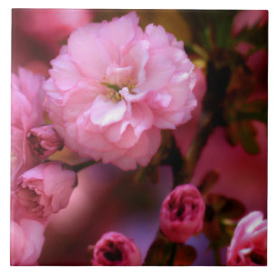 Blossomas de Cereja Rosa-Primavera adoráveis