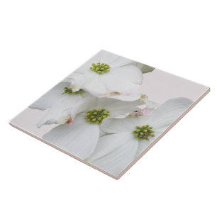 Blossomas de Dogwood Oriental - Cornus florida