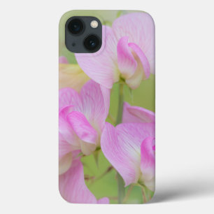 Blossomas de Ervilha Seabeck, WA