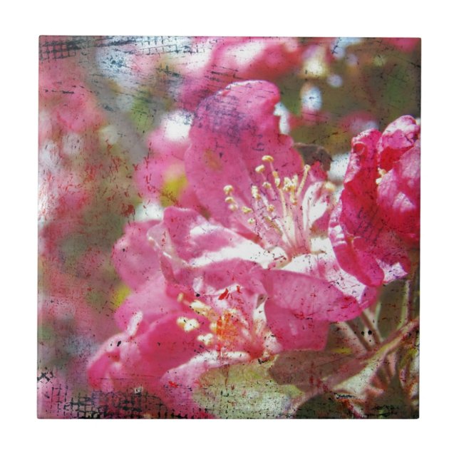 Blossomas de maçã (Frente)