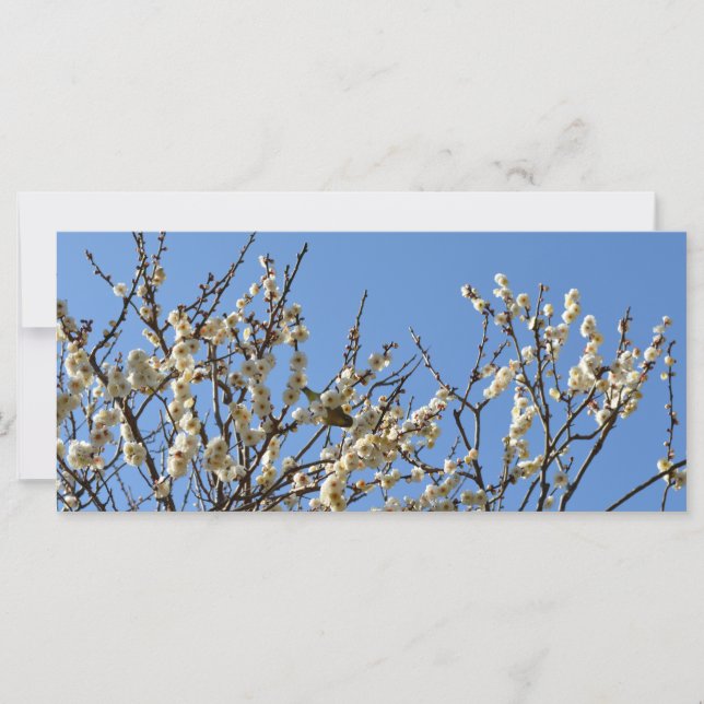 Blossomas de White-eye e Plum em japonês: Japão (Frente)