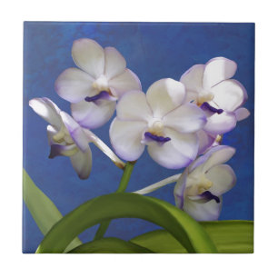 Blossomas Plantas Florais Arte Fotográfica Colorid