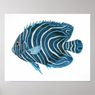 Blue Angel Fish Coaster Wall Art Decor Poster