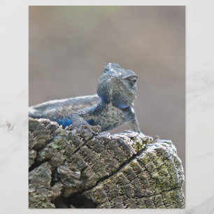 Blue Belly Alligator Lizard