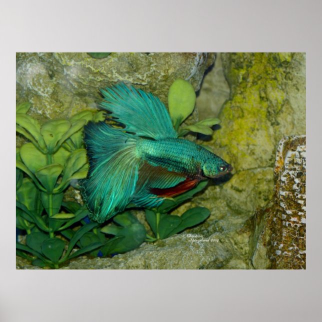 Blue Betta Impressão ou Poster (Frente)