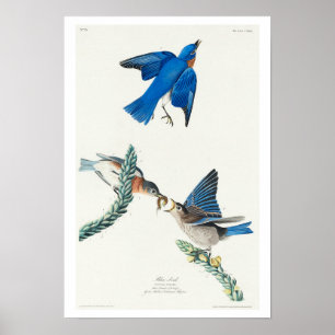 Blue-bird by Audubon Poster