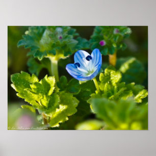 Blue Birds-Eye Speedwell Poster