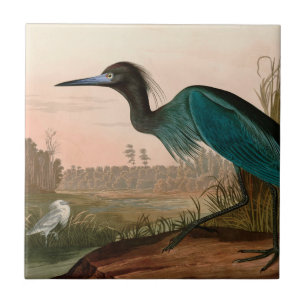 Blue Crane ou Heron Birds of America Audubon Impre