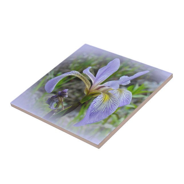 Blue Flag - Wild Iris (Lateral)