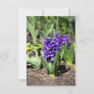 Blue Geocinth em primavera