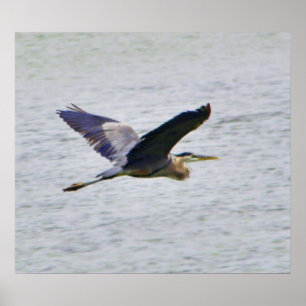 Blue Heron na impressão de voo