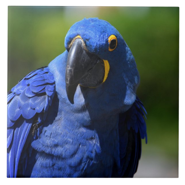 Blue Hyacinth Macaw (Frente)