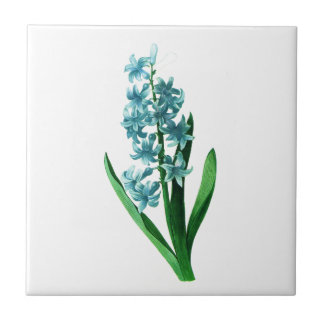 Blue Hyacinth por Pierre Joseph Redoute
