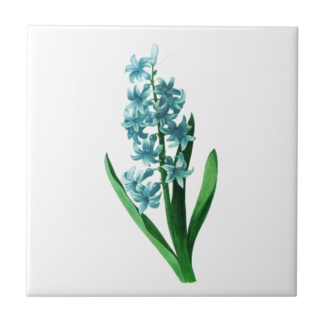 Blue Hyacinth por Pierre Joseph Redoute (Frente)