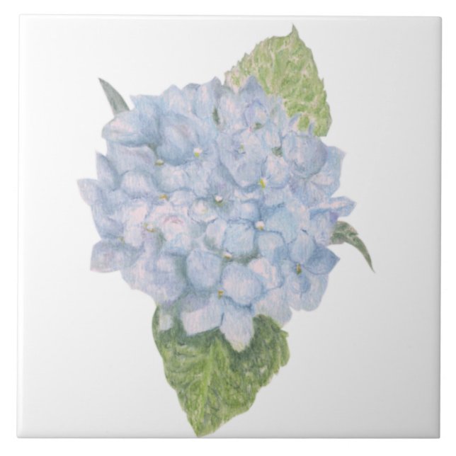 Blue Hydrangea (Frente)