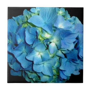 Blue Hydrangea
