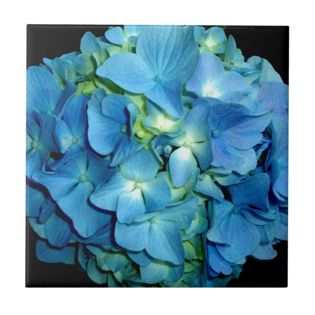 Blue Hydrangea (Frente)