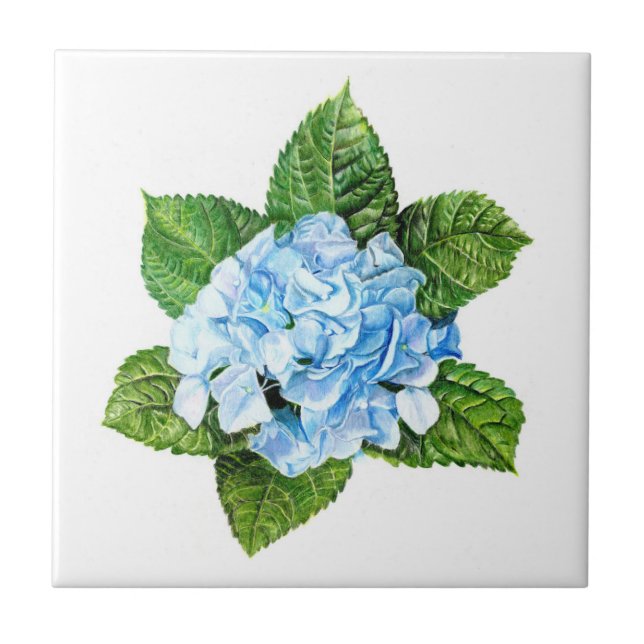 Blue Hydrangea (Frente)