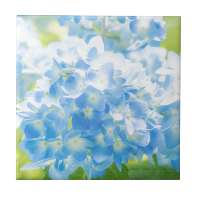 Blue Hydrangea (Frente)