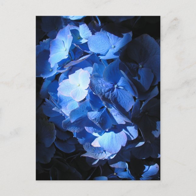 Blue Hydrangea - Cartão postal (Frente)