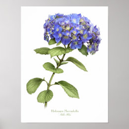 Blue Hydrangea Original Art Impressão