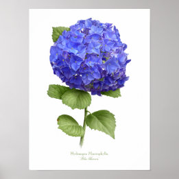 Blue Hydrangea Original Art Impressão