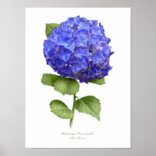 Blue Hydrangea Original Art Impressão