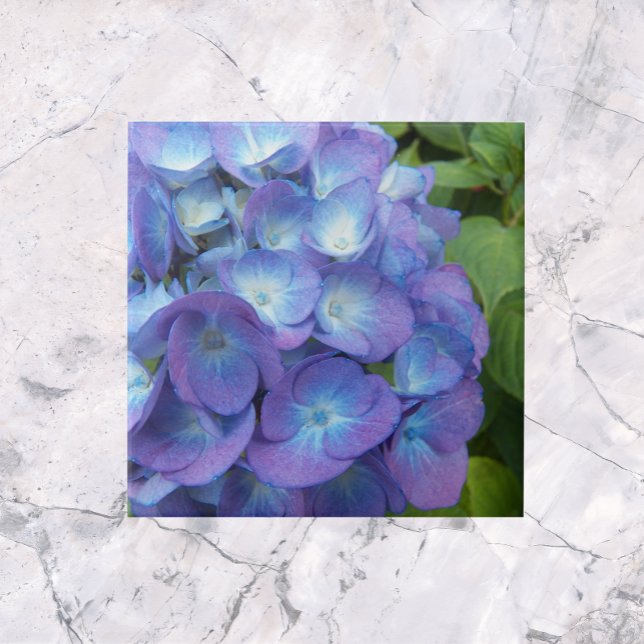 Blue Hydrangea Petals Floral (In Situ)