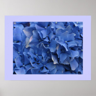 Blue Hydrangeas Impressão