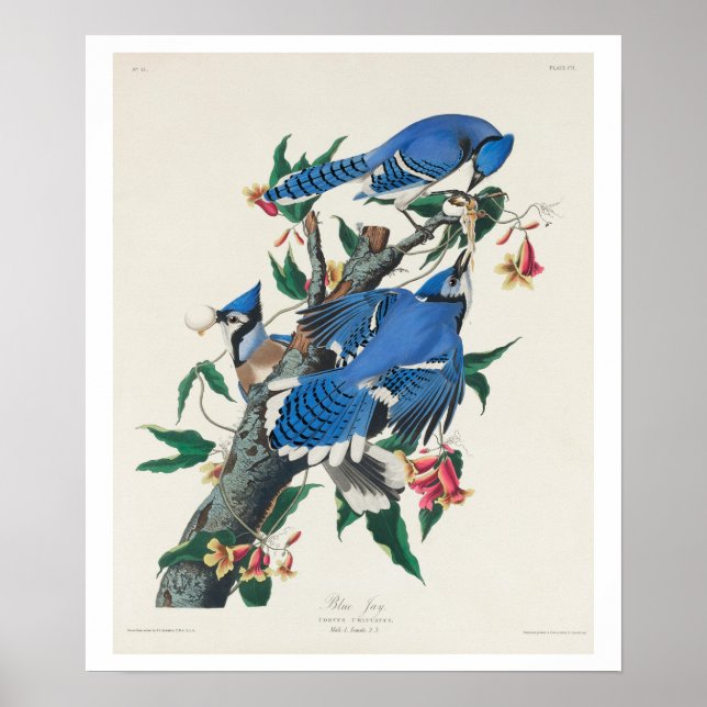 Blue Jay by Audubon Poster (Frente)