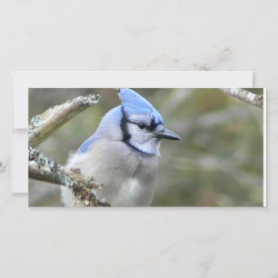 Blue Jay Loing