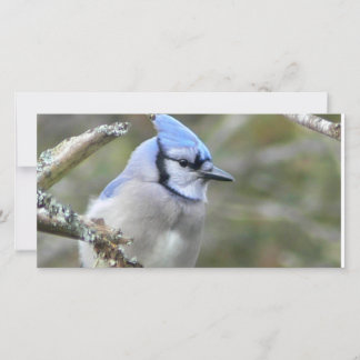 Blue Jay Loing