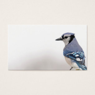 Blue Jay no inverno