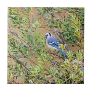 Blue Jay sobre Myrtle da Cera do Sul