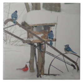 Blue Jays at Breakfast